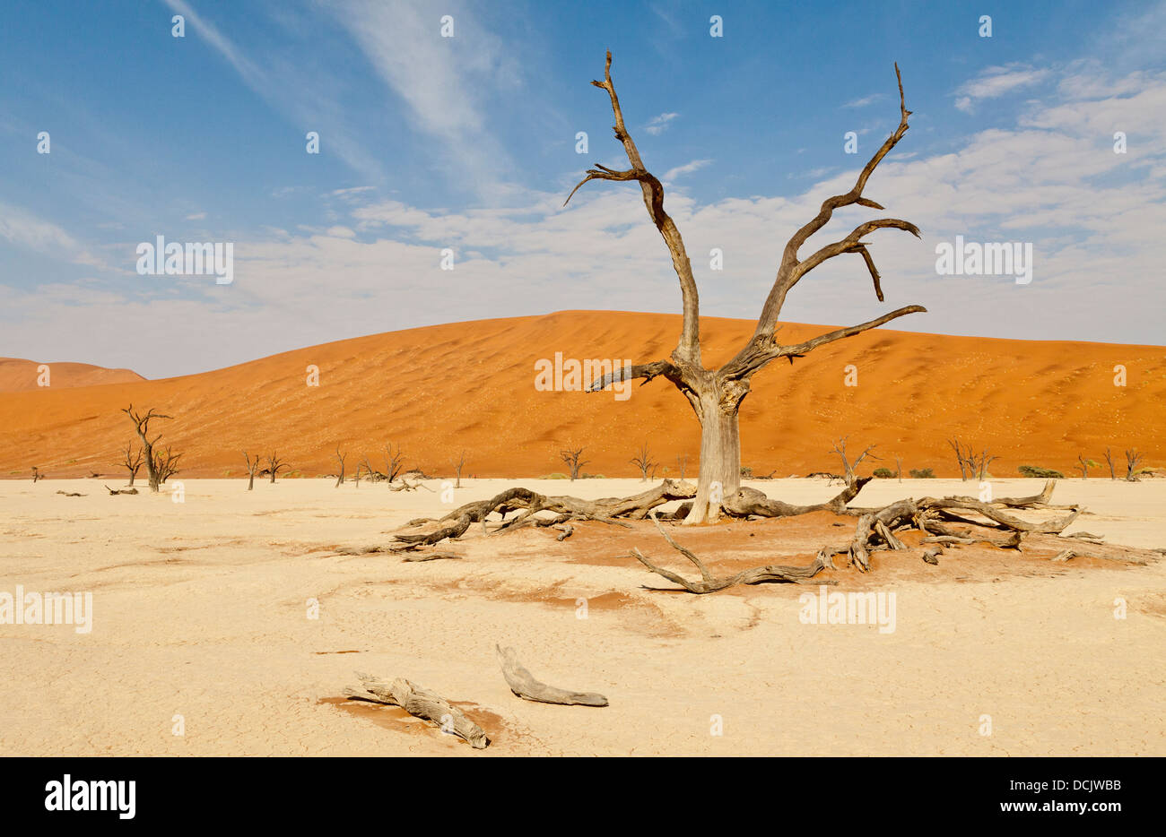 Morto il camel Thorn trees nell'argilla pan di Deadvlei in Namibia Foto Stock