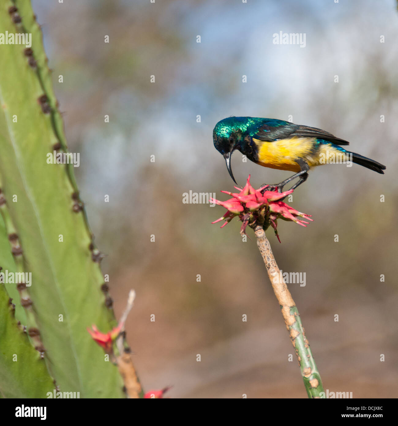 Un collare sunbird a mangiare un Aloe Vera fiore in Tanzania Foto Stock