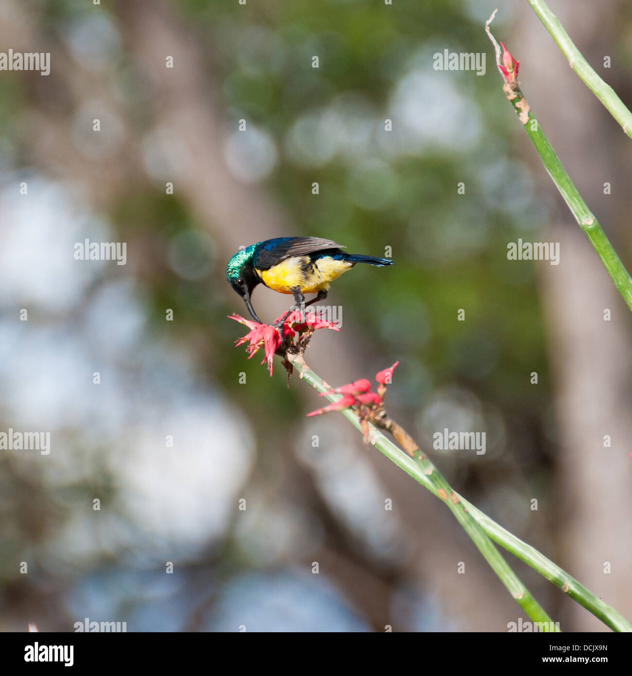 Un collare sunbird a mangiare un Aloe Vera fiore in Tanzania Foto Stock