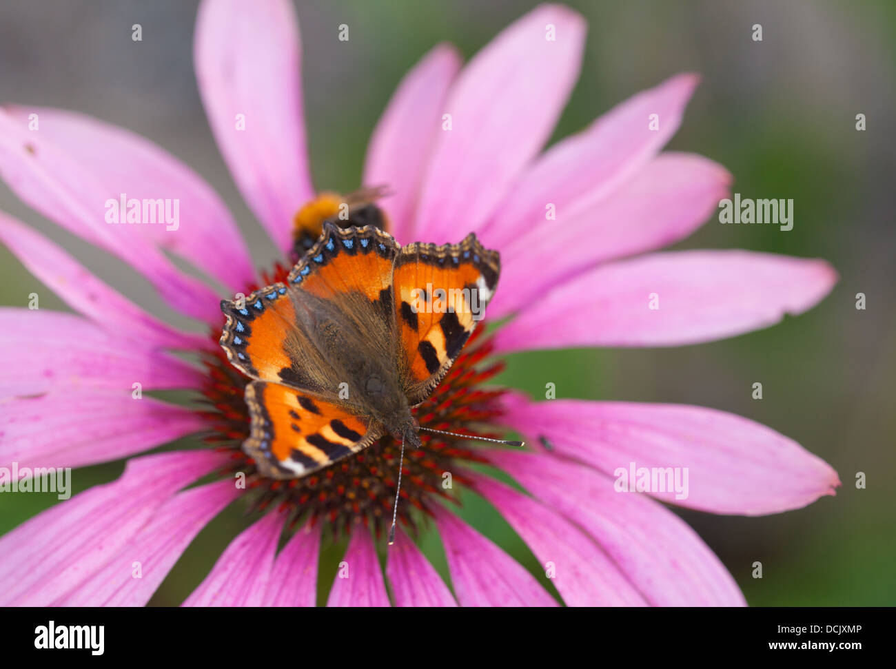 Piccola Tartaruga e un ape su un fiore rudbeckia Foto Stock