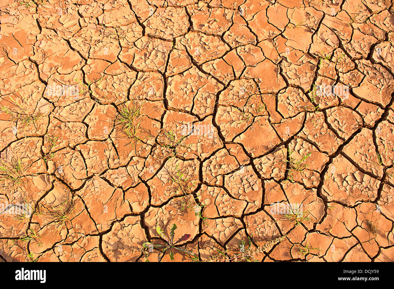 Terra bruciata durante il periodo di siccità. Foto Stock