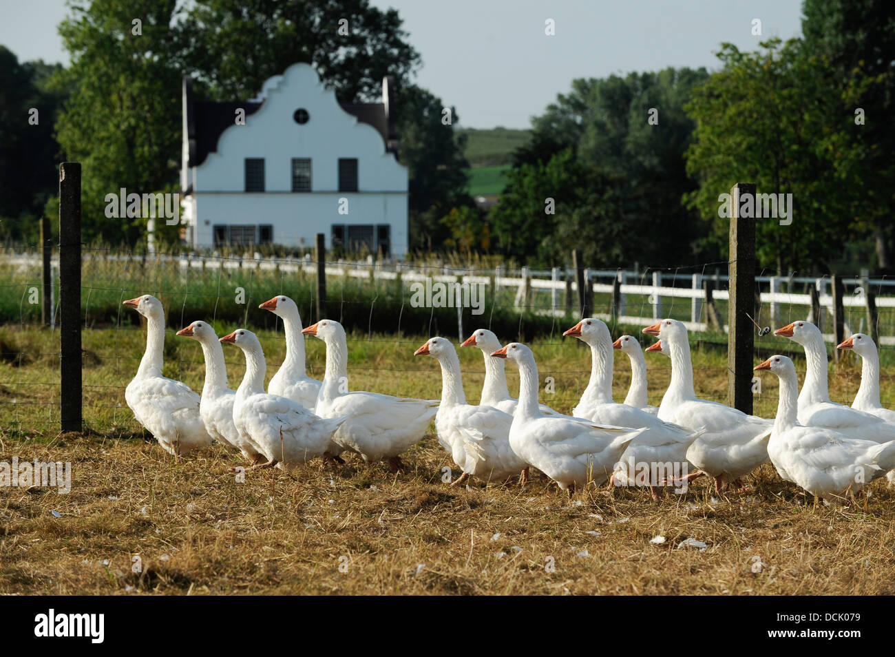 Germania, Saxonia, Wermsdorf, allevamento di oche per la carne e la produzione, bianco di oche in free range mantenendo Foto Stock