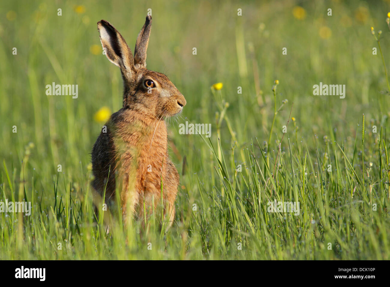 Brown lepre (Lepus europaeus) adulto, in corrispondenza del bordo di buttercup meadow, terreni agricoli, Yorkshire, Regno Unito, maggio Foto Stock