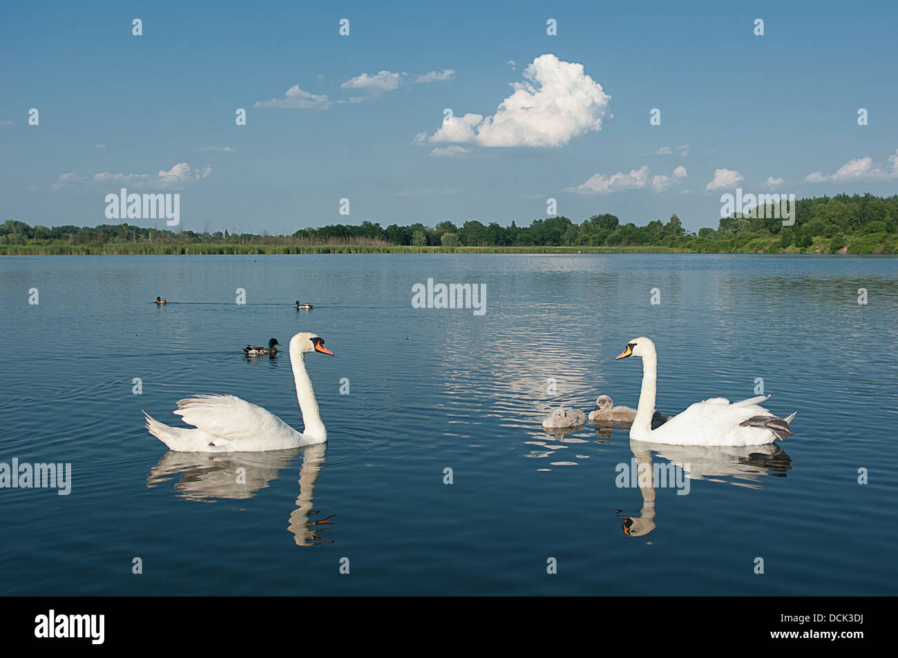 Famiglia di cigni su un laghetto. Foto Stock