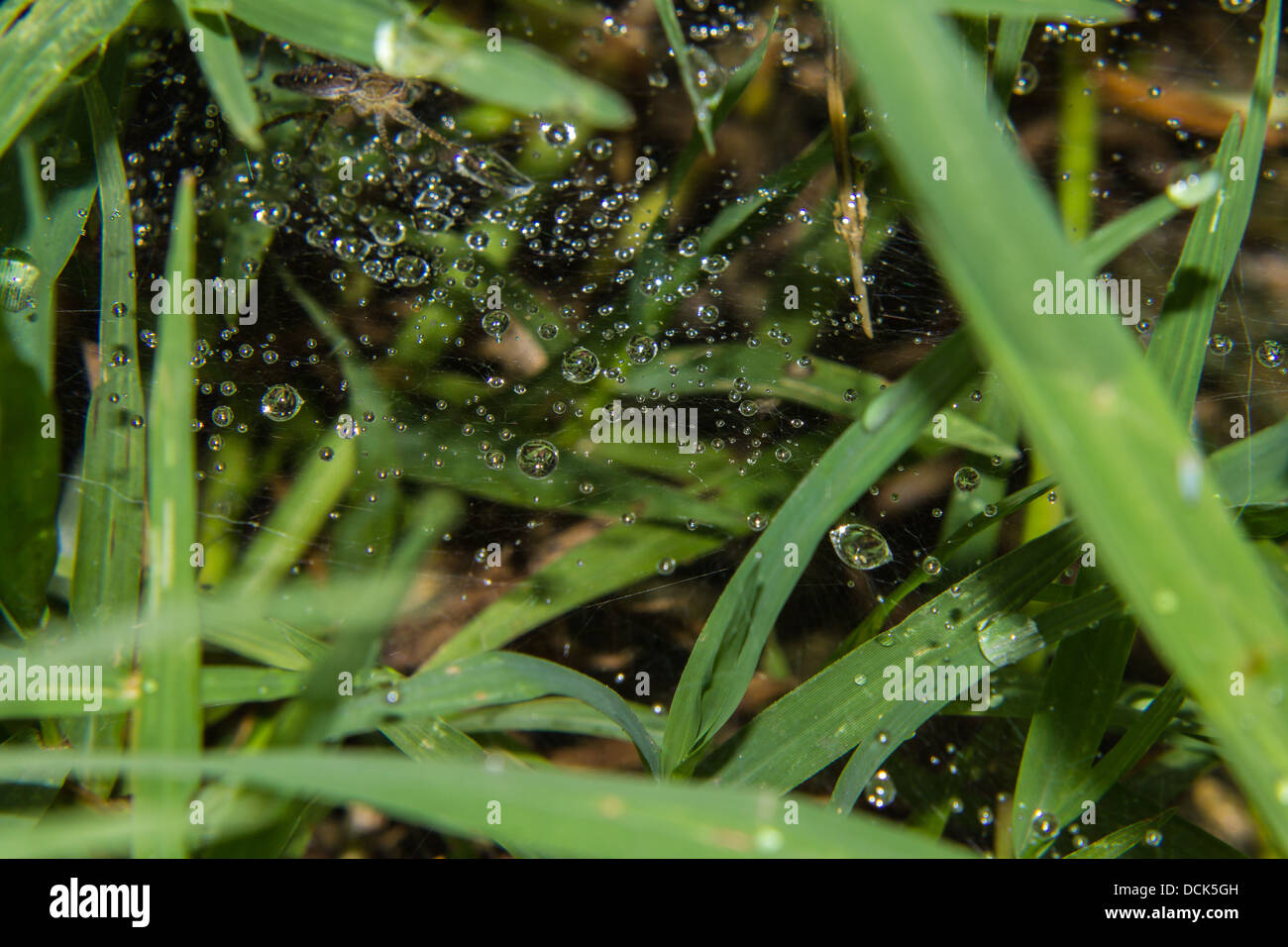 Macro - caduta di acqua su spider web Foto Stock