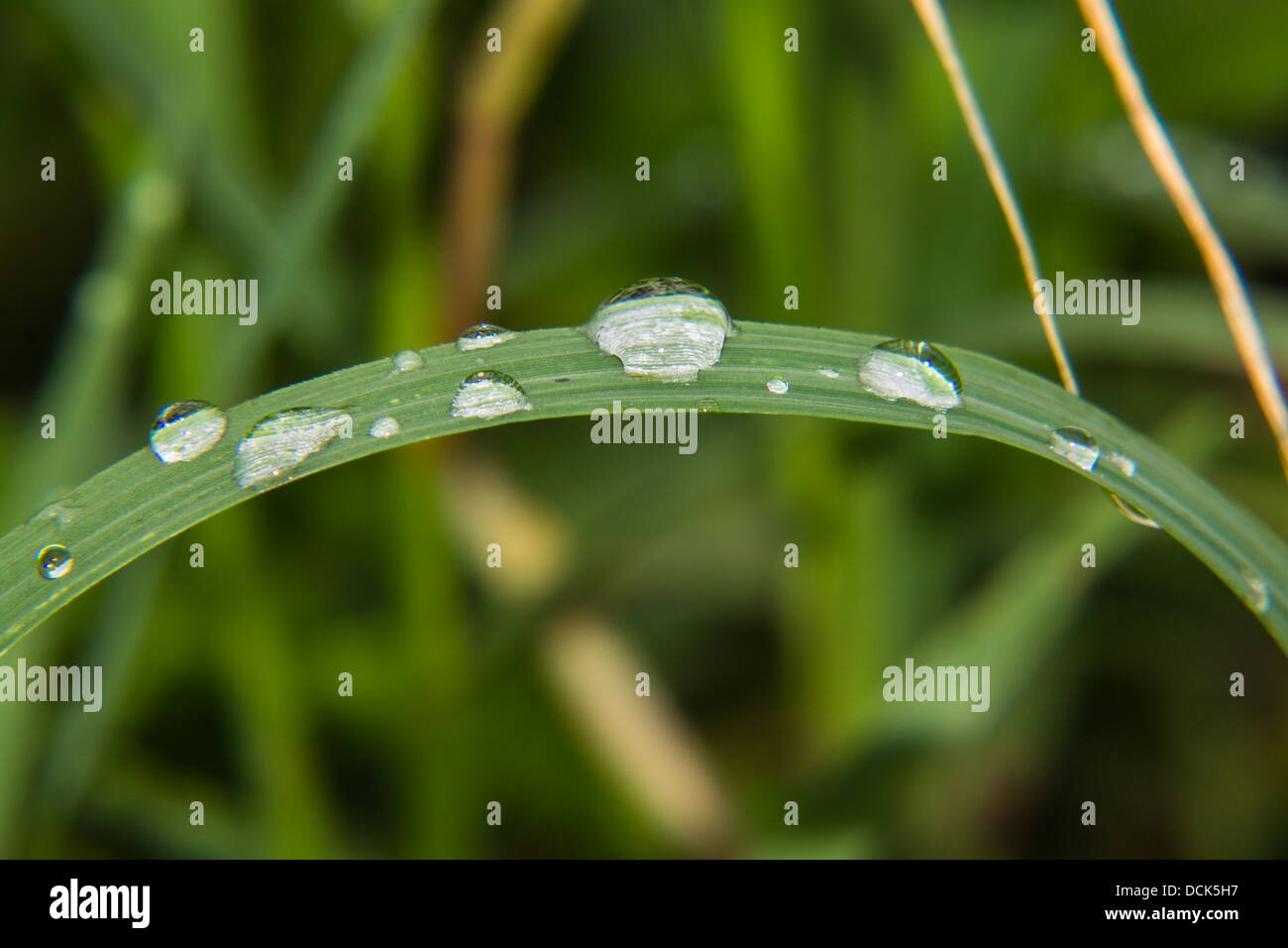 Macro gocce di acqua sulle foglie Foto Stock