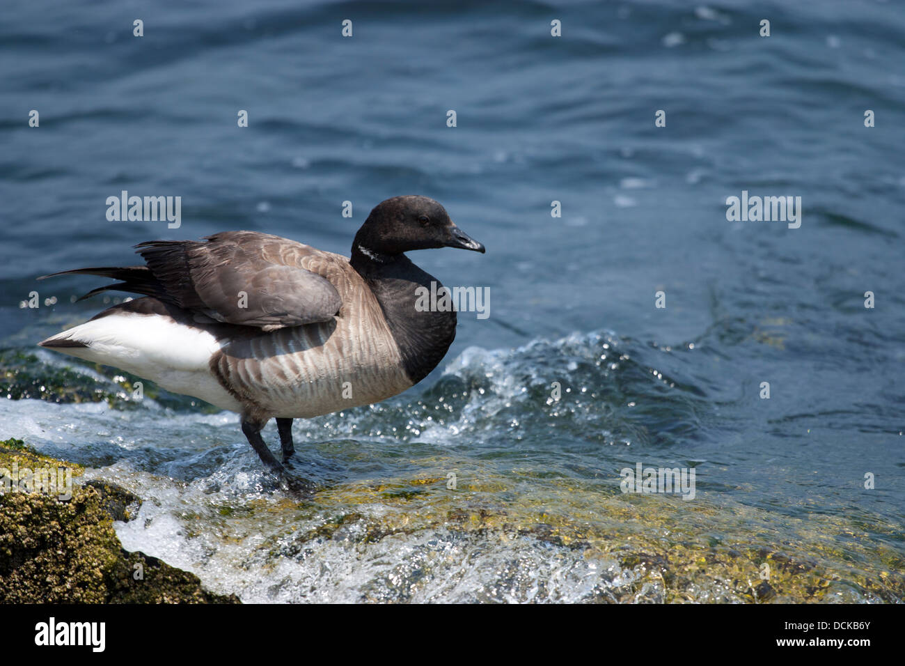 Un brant ( un mare artico goose) trascorrere l'estate presso il Jersey Shore - Branta bernicla Foto Stock
