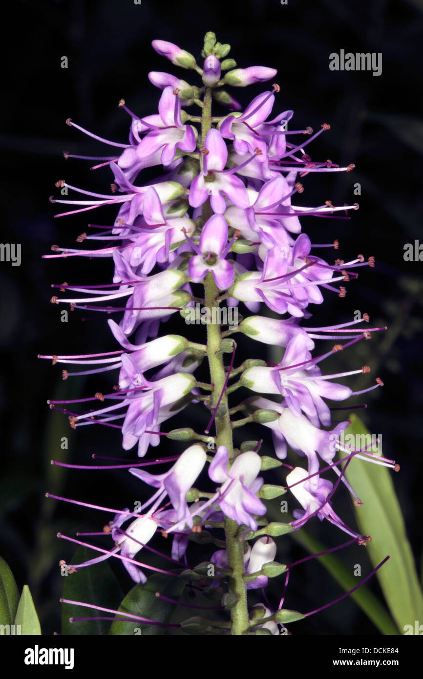Close-up di Hebe/ Veronica testa di fiori - Famiglia Scrophulariaceae Foto Stock