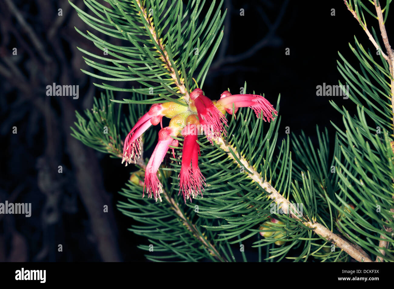 Netbush comune/ Net Bush - Calothamnus quadrifidus-famiglia Myrtaceae Foto Stock