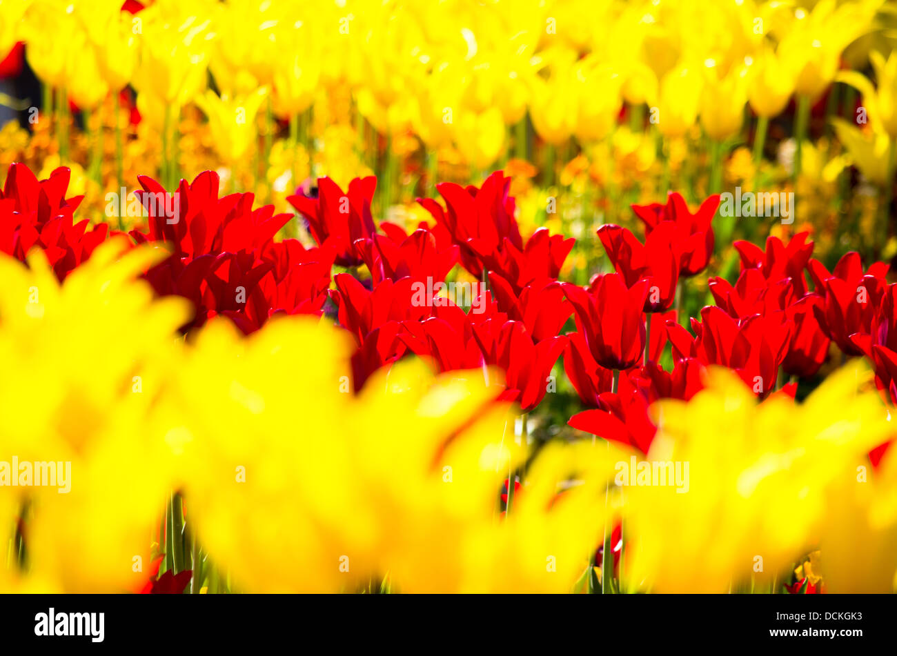 Una composizione di tenuta del giallo e del rosso retro-illuminato tulipani. Fiori d'estate. Foto Stock