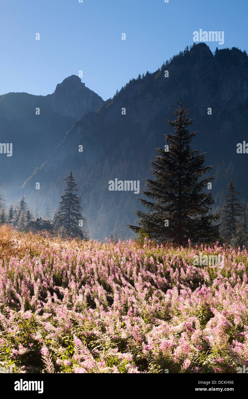 Paesaggio di montagna con prato fiorito nella Valle Koscieliska, Tatra National Park, Polonia Foto Stock