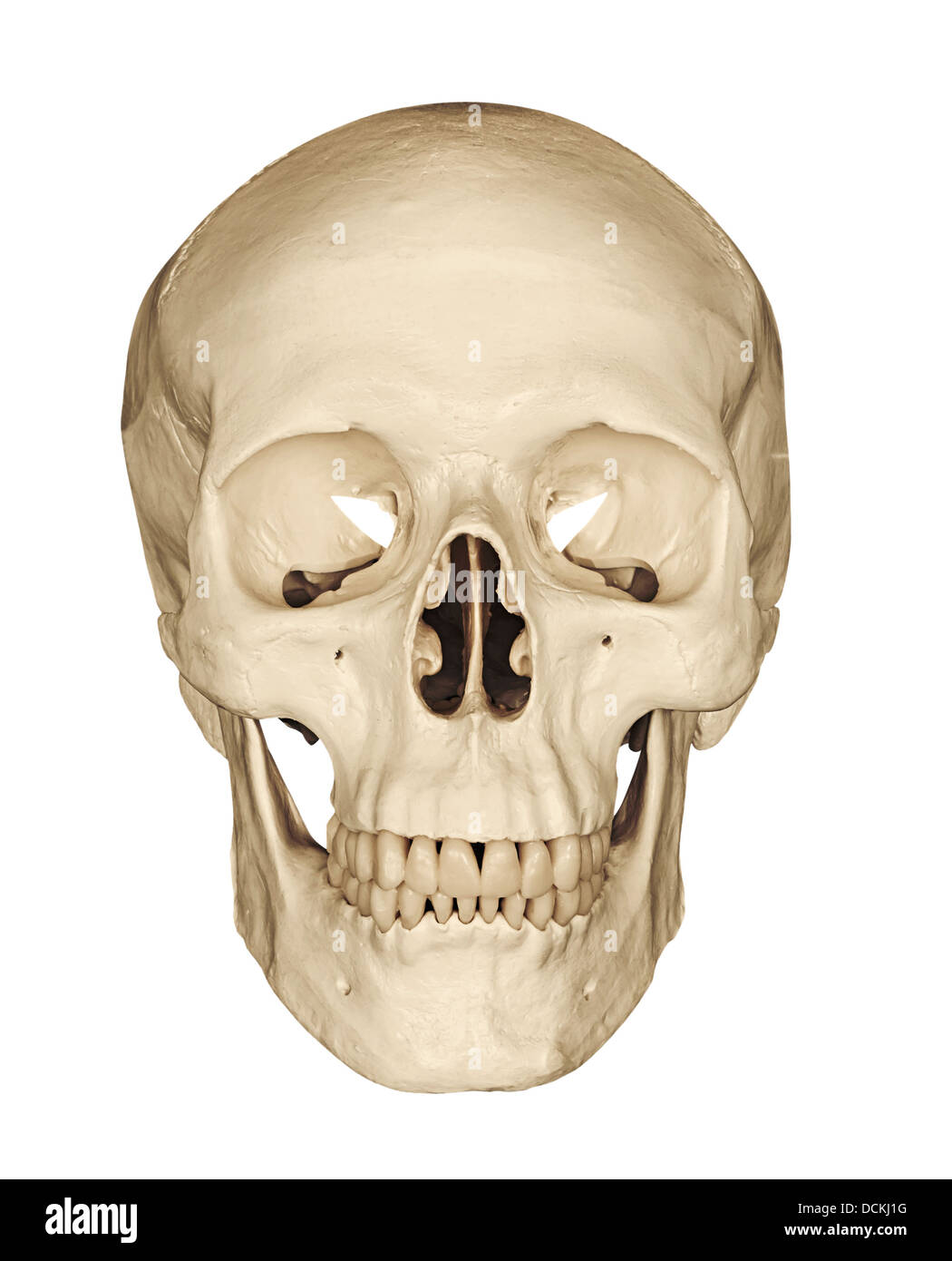 Cranio umano scheletrico isolato di testa contro uno sfondo bianco Foto Stock