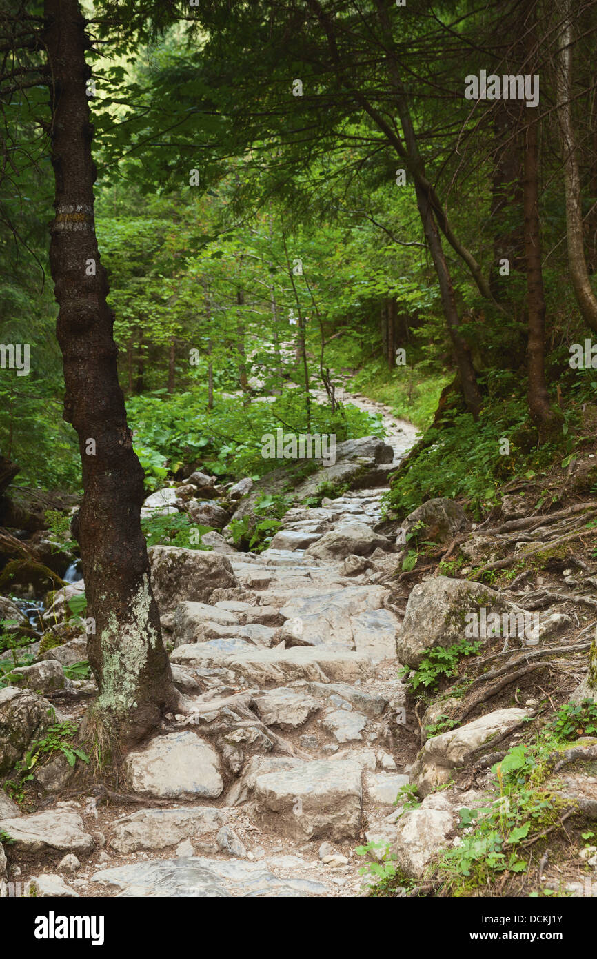 Paesaggio di montagna con via sassosa o scenic sentiero natura in foresta Foto Stock