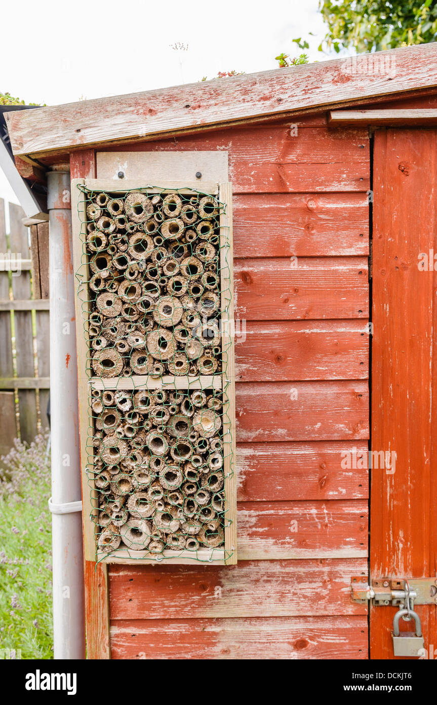 Casella di Nesting composta di cava tubi in legno per le api solitarie e vespe sul lato di una Tettoia da giardino. Foto Stock