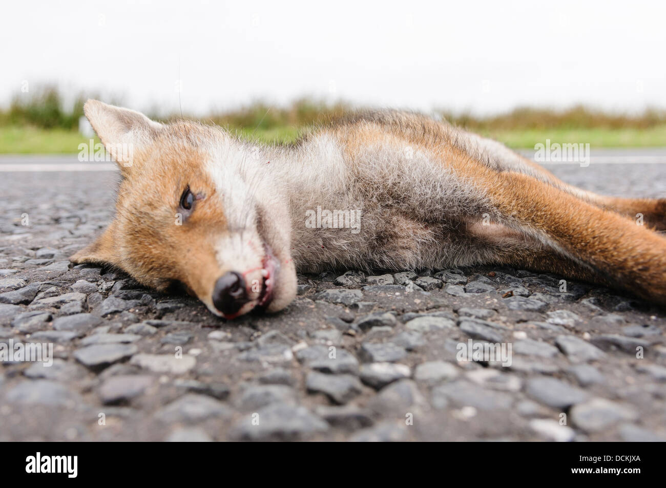 Dead fox roadkill su una strada rurale Foto Stock