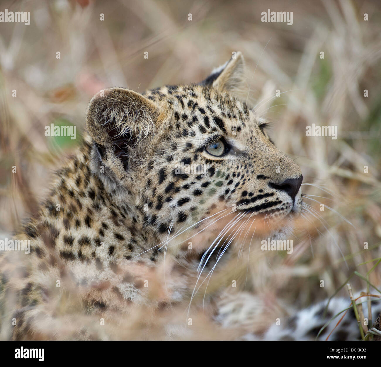Ritratto di giovane leopard in erba Foto Stock
