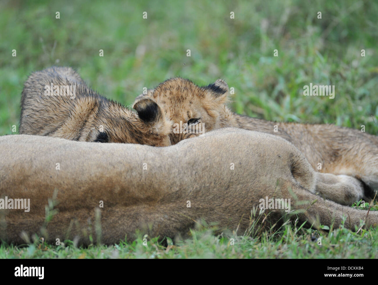 Lion cubs bere latte dalla loro madre Foto Stock