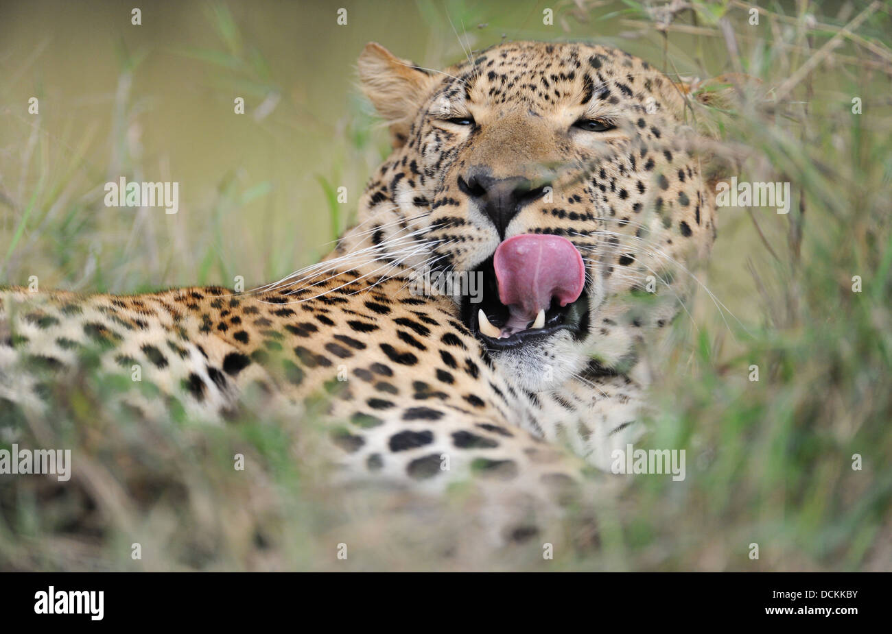 Maschio yawling leopard, ritratto di luce diurna Foto Stock