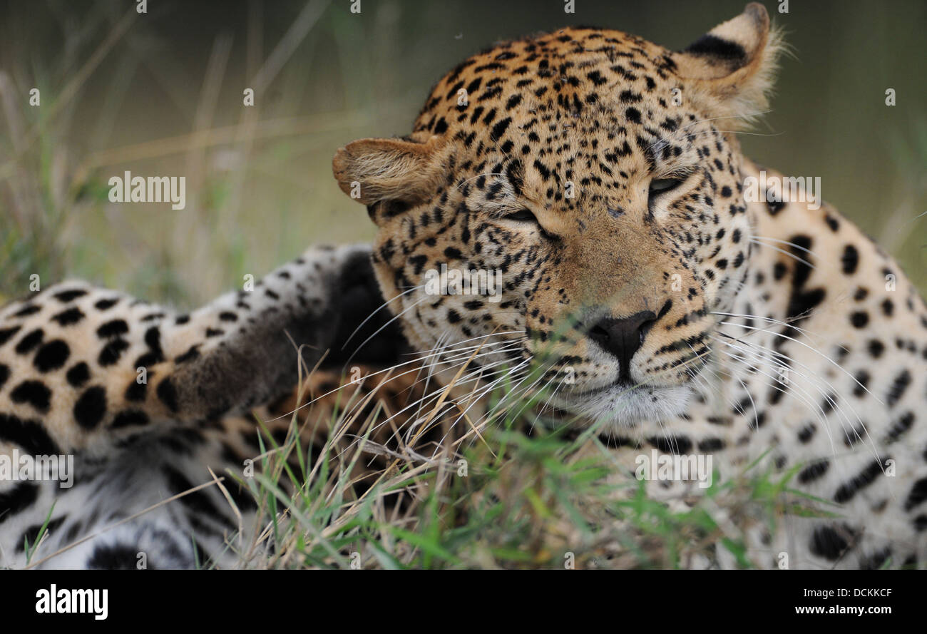 Leopard di agganciare il suo orecchio, ritratto Foto Stock