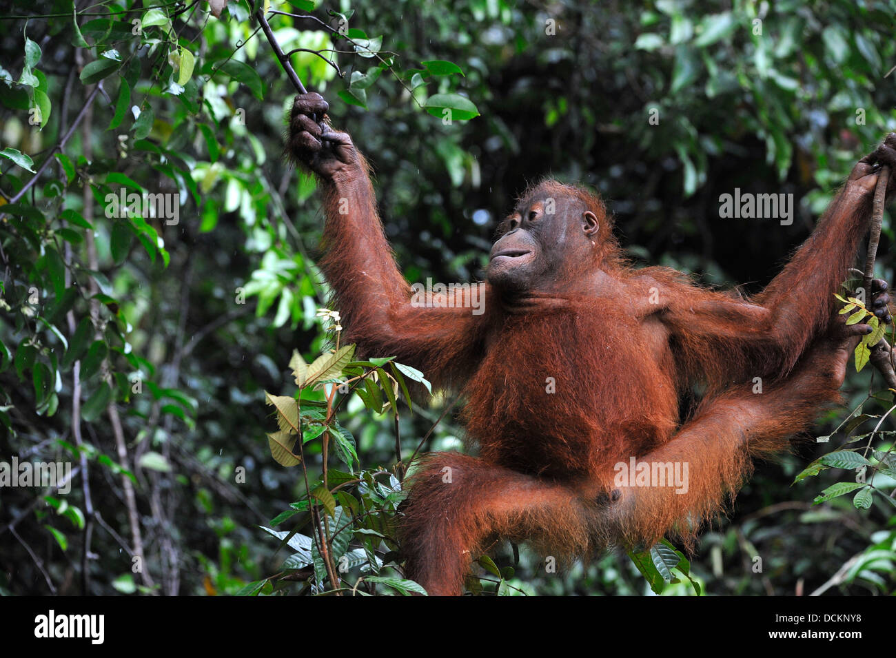 I capretti Orangutan .Pongo pygmaeus Foto Stock