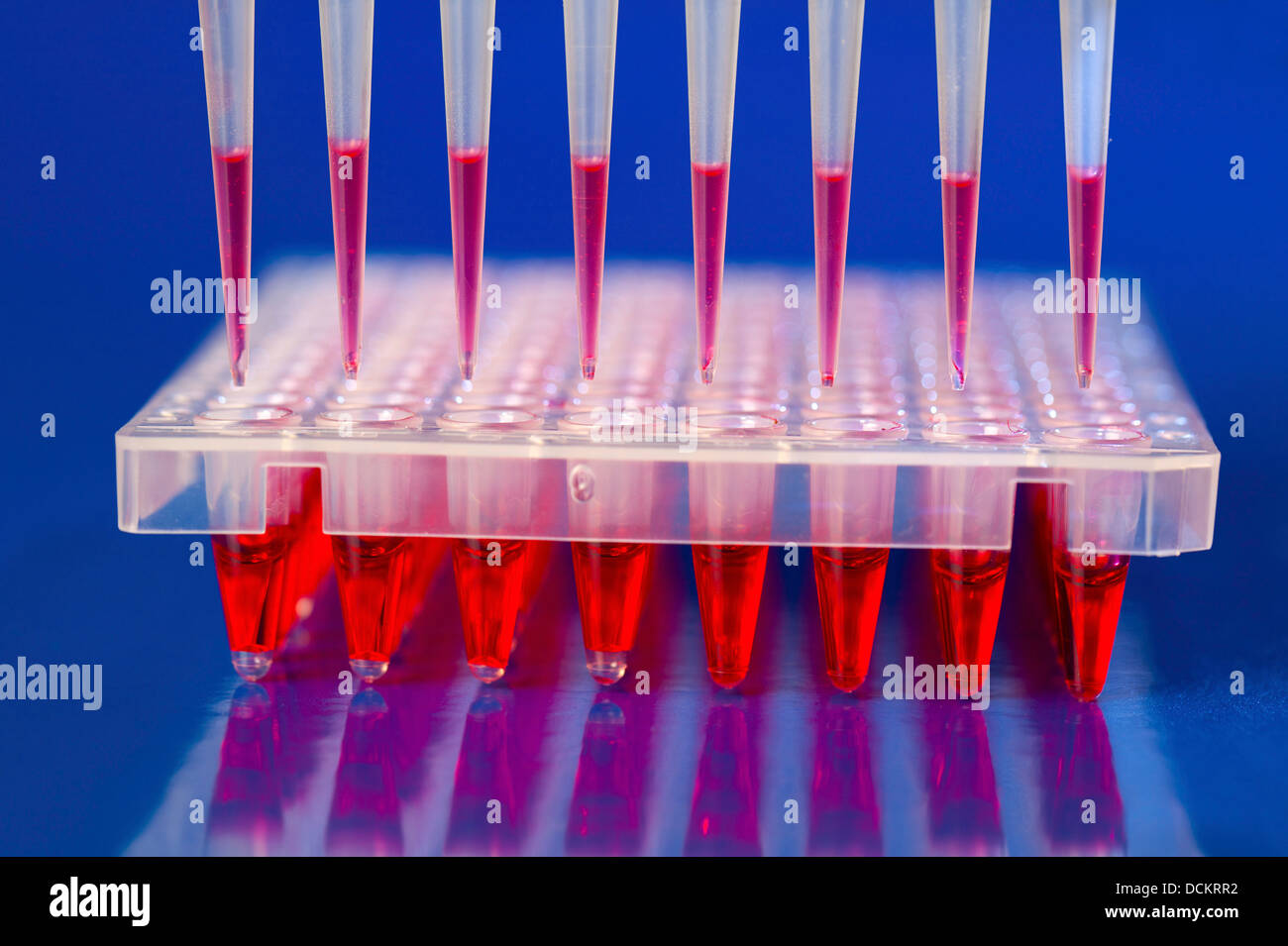 Analisi del DNA: caricamento della miscela di reazione in piastra a 96 pozzetti con m Foto Stock