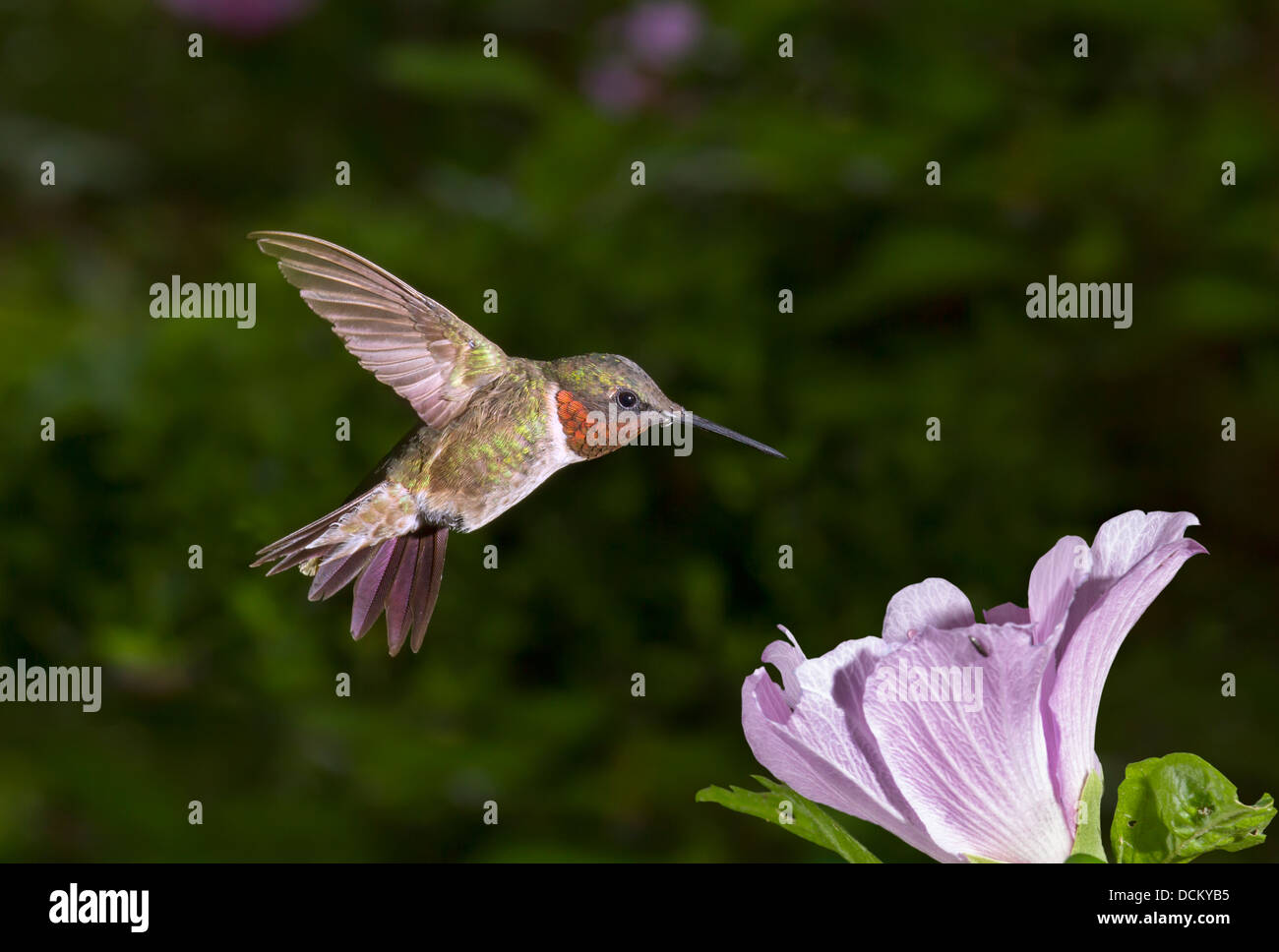 Maschio di ruby-throated hummingbird (archilochus colubris) vicino a un fiore. Foto Stock