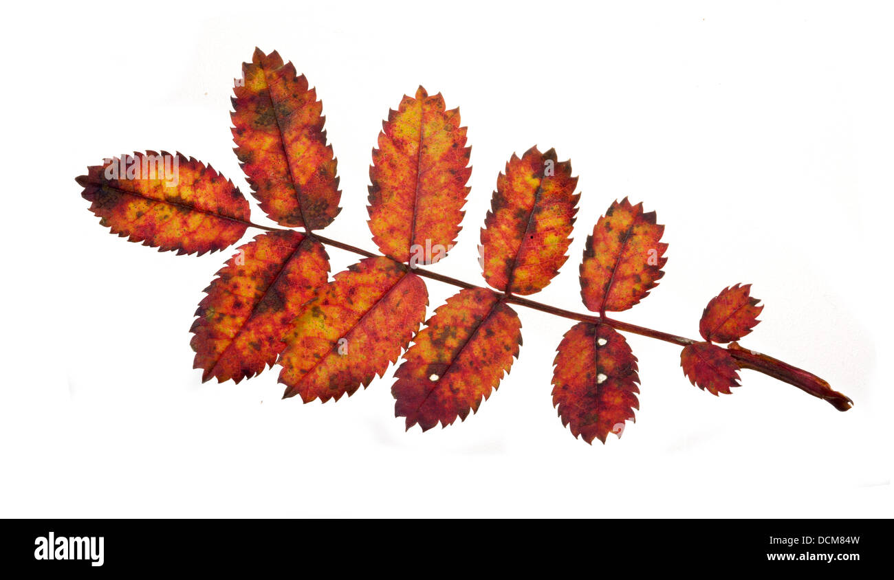 Foglie rosse di una rosa canina. Foto Stock