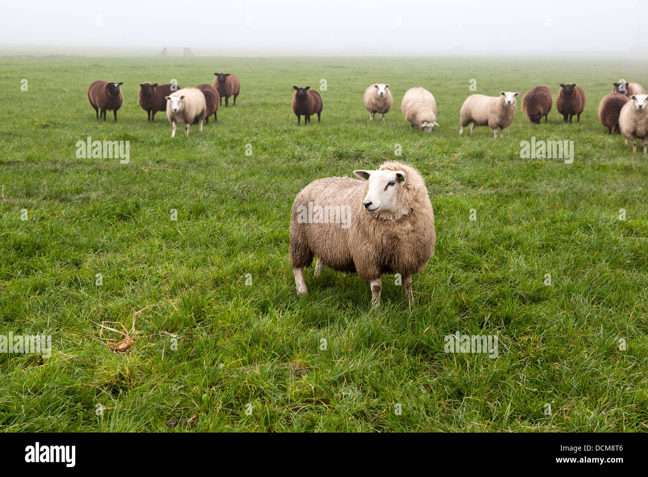 Olandese di pecore al pascolo nella nebbia Foto Stock