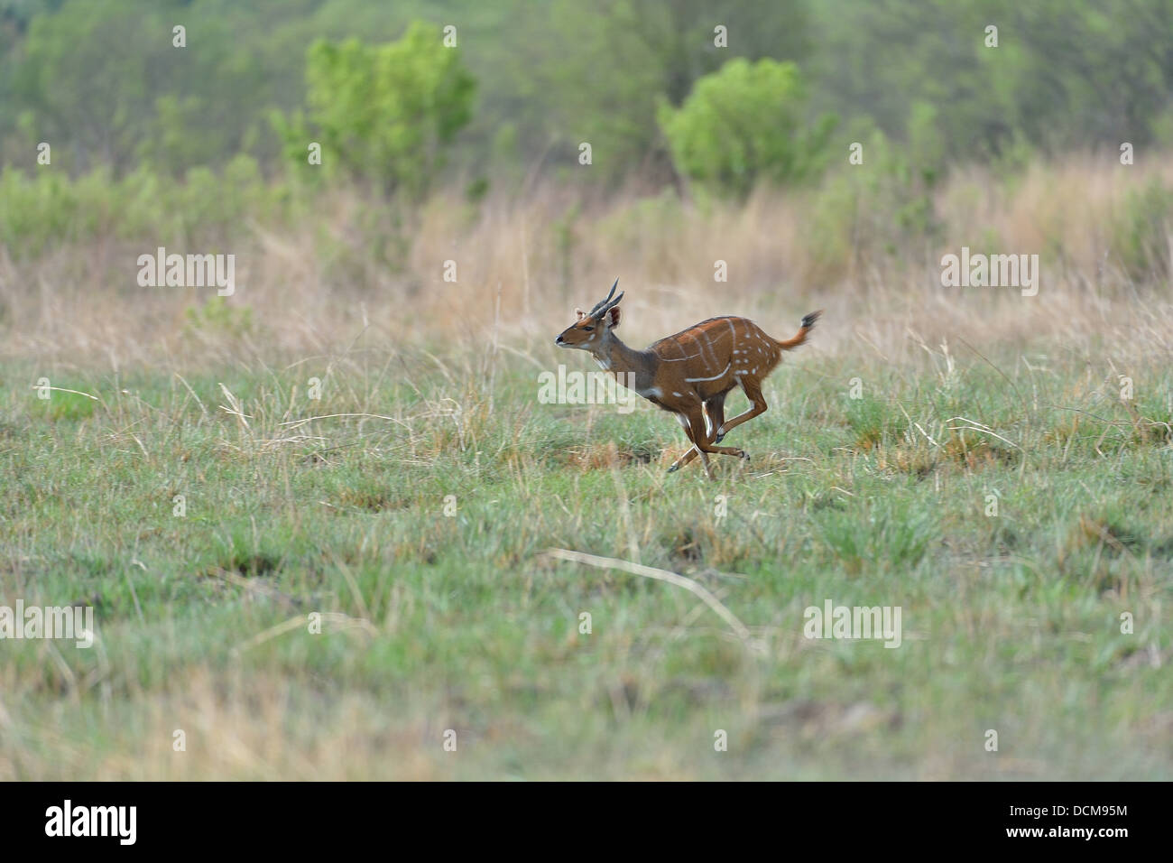 Bushbuck (Tragelaphus scriptus) maschio in esecuzione Pendjari National Park - Bénin Foto Stock