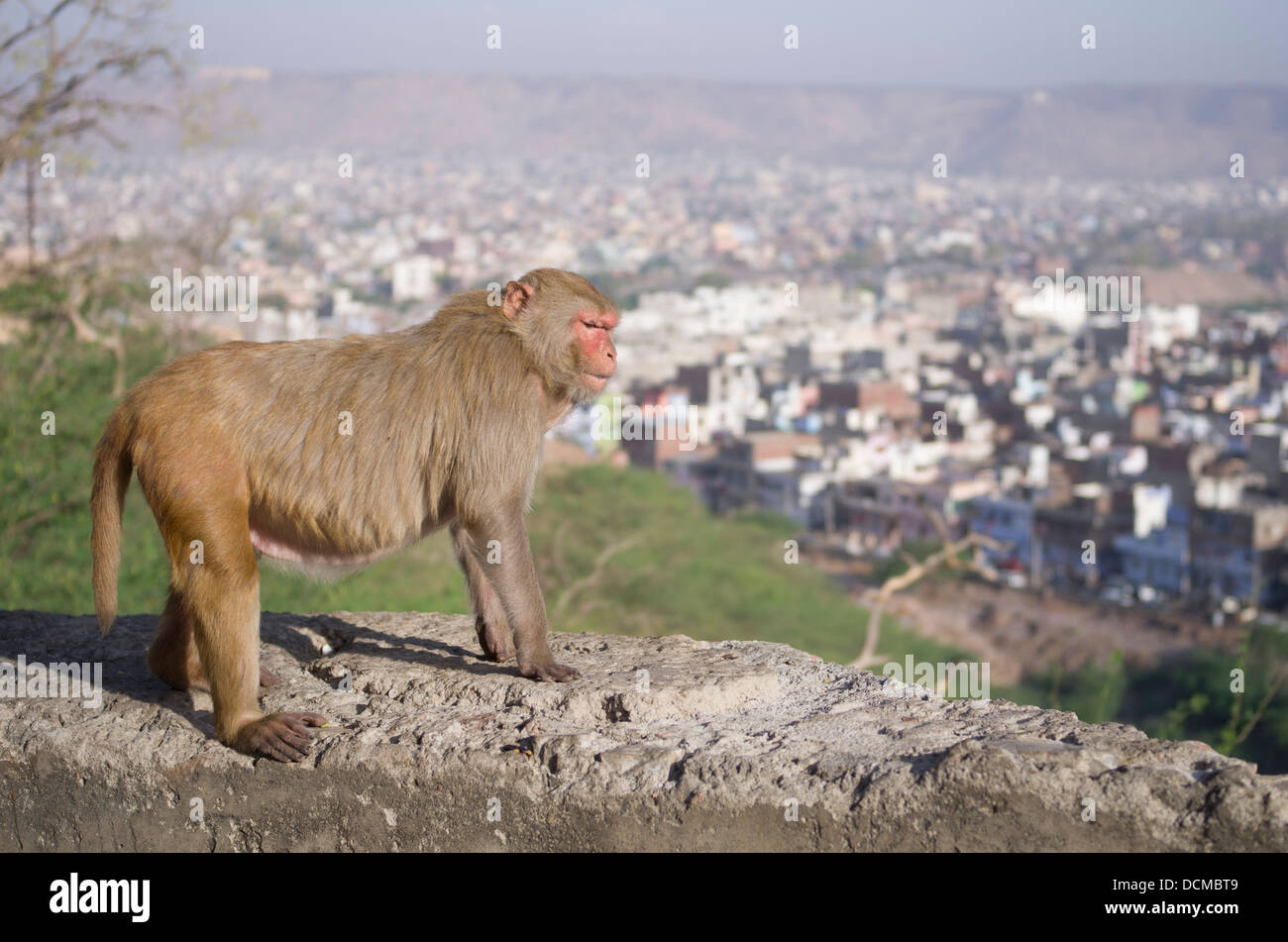 Scimmia macaco a Galta Monkey Palace / Temple - Jaipur, Rajasthan, India Foto Stock