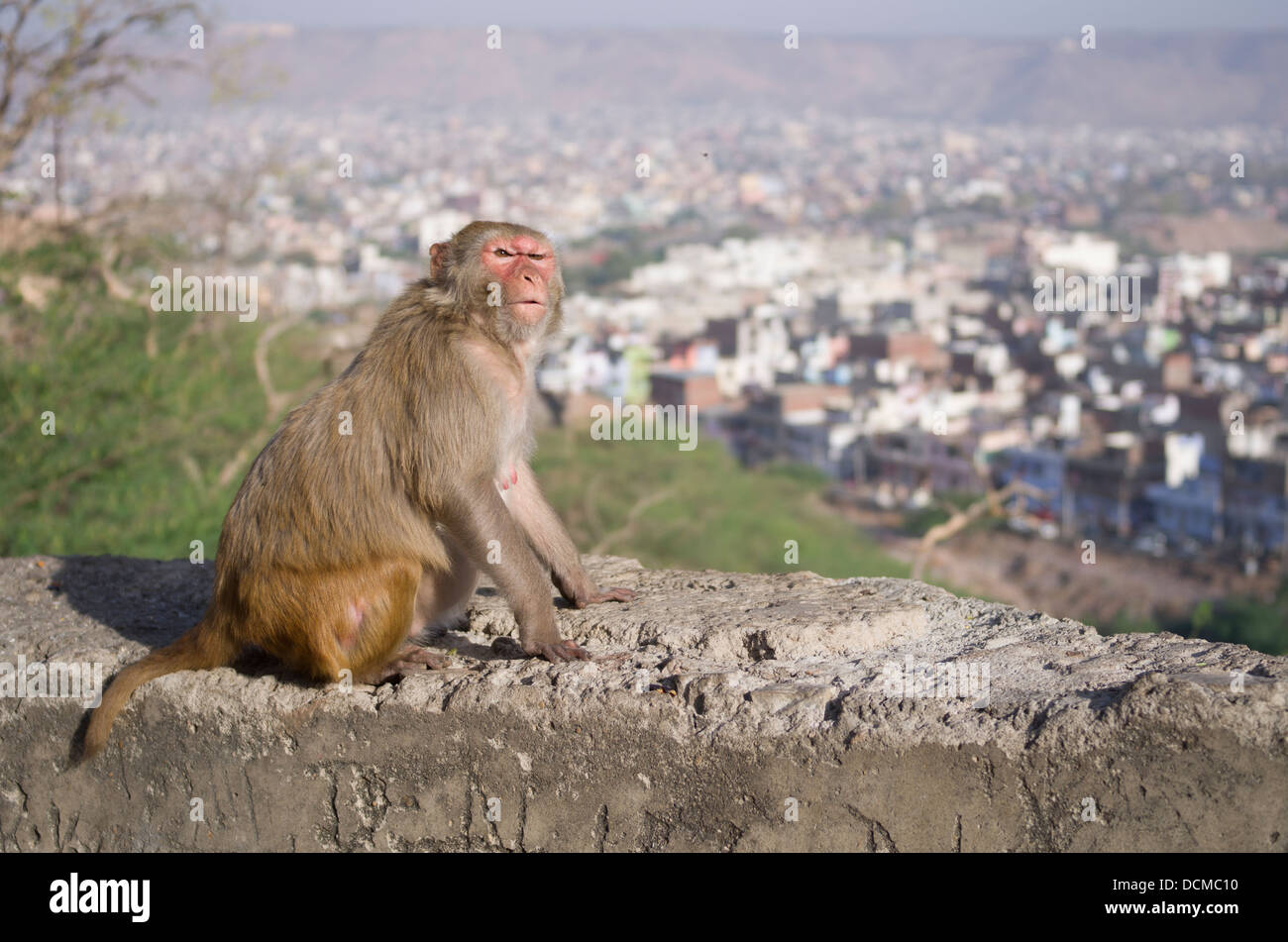 Scimmia macaco a Galta Monkey Palace / Temple - Jaipur, Rajasthan, India Foto Stock