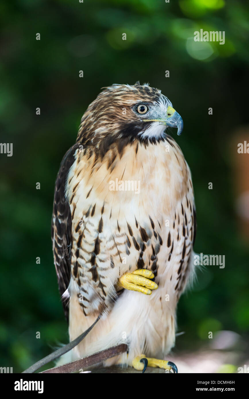 Red tailed Hawk in un pesce persico Foto Stock