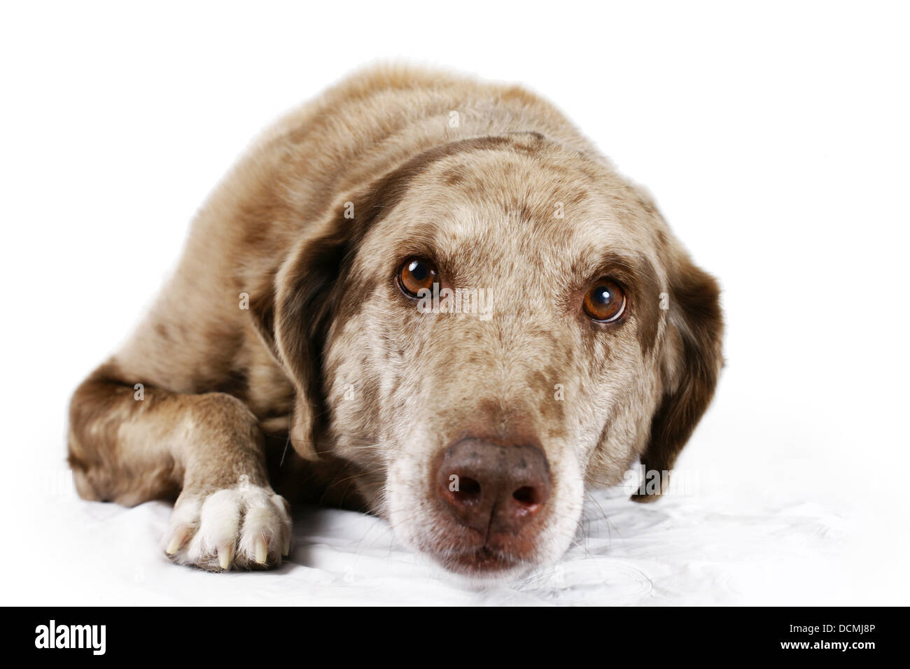 Ritratto di brown eyed dog Foto Stock