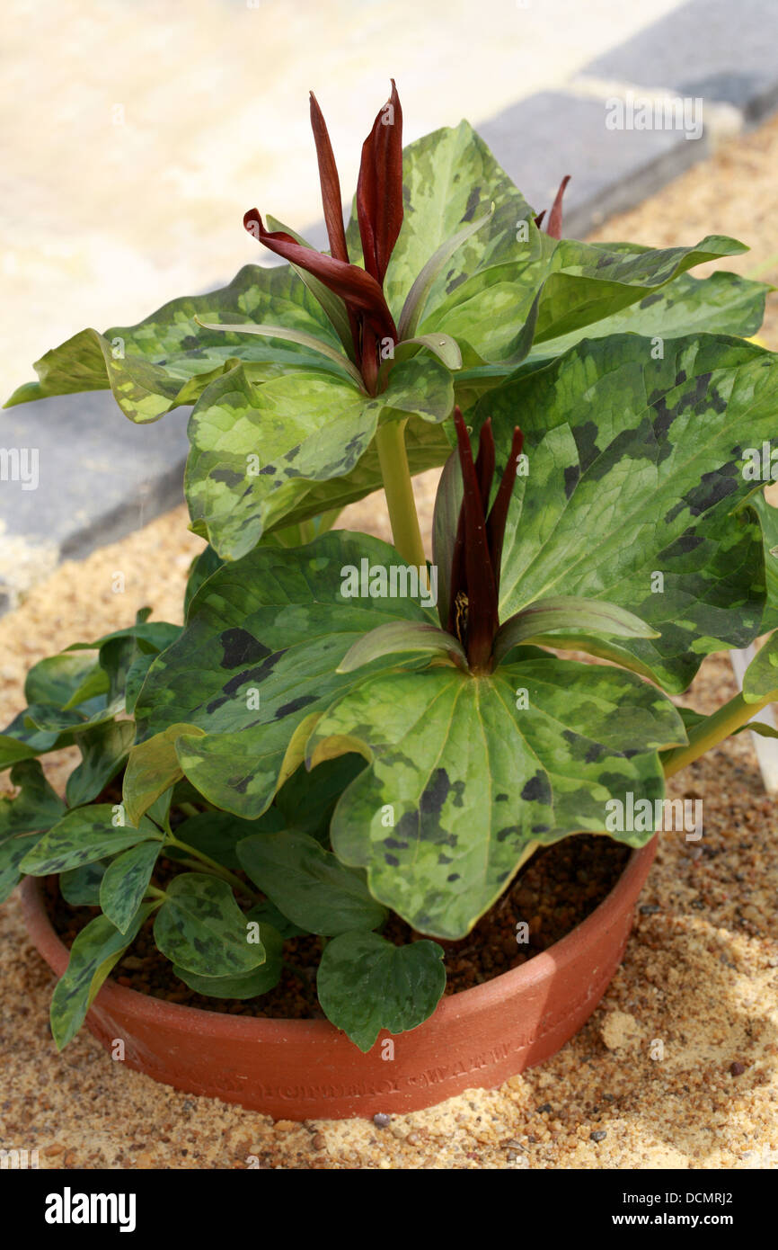 Wake Robin, Trillium Kurabayashii, Melanthiaceae (precedentemente Trilliaceae). Il Giappone. Foto Stock