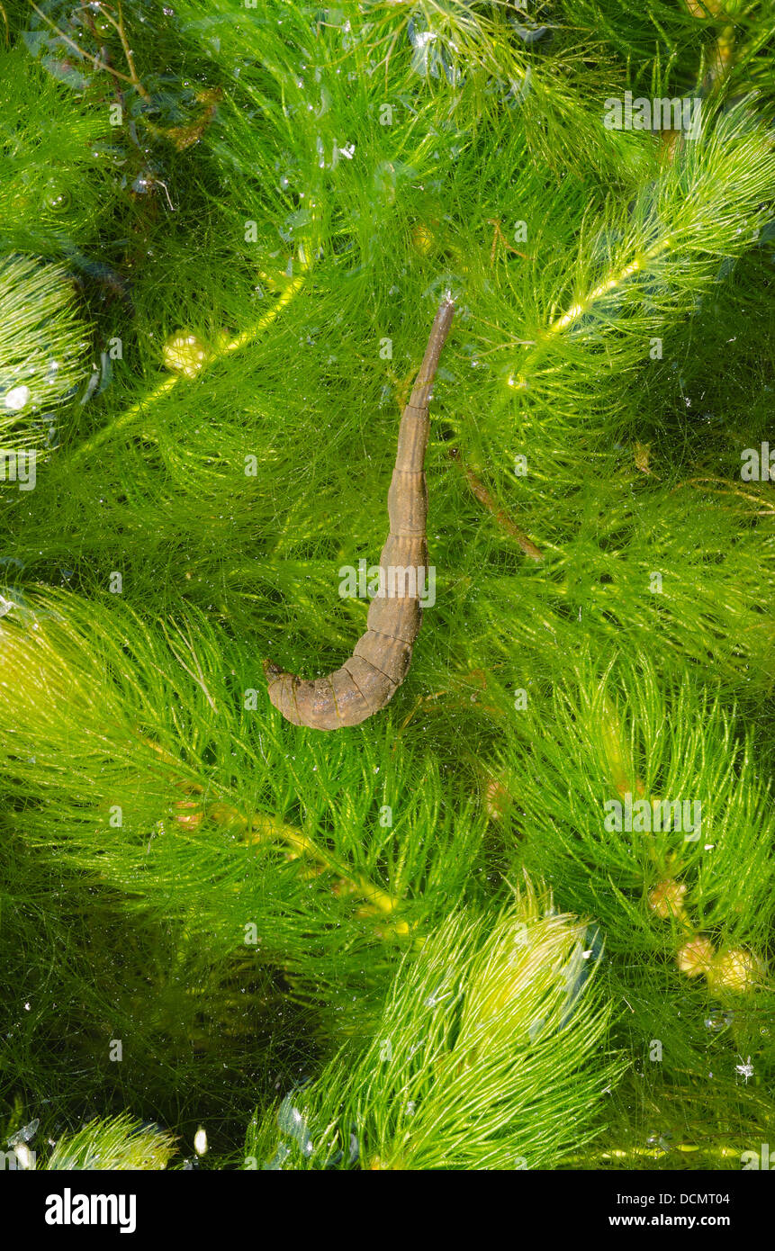 Piega acquatici ala larve cranefly respirazione a superficie di acqua attraverso un settore specializzato in coda tubo di paglia che raggiunge la superficie Foto Stock