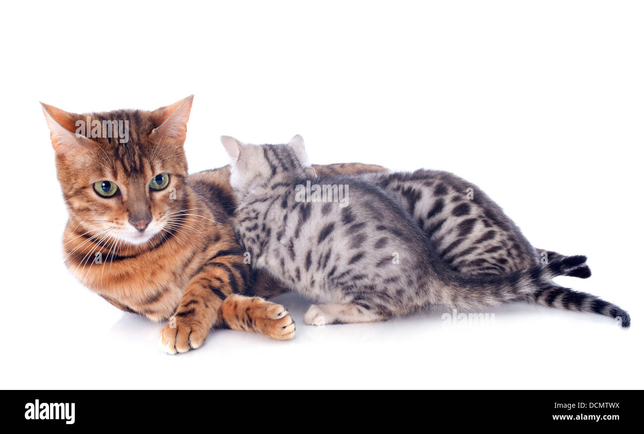 Ritratto di una razza di gatto bengala e gattino su sfondo bianco Foto Stock