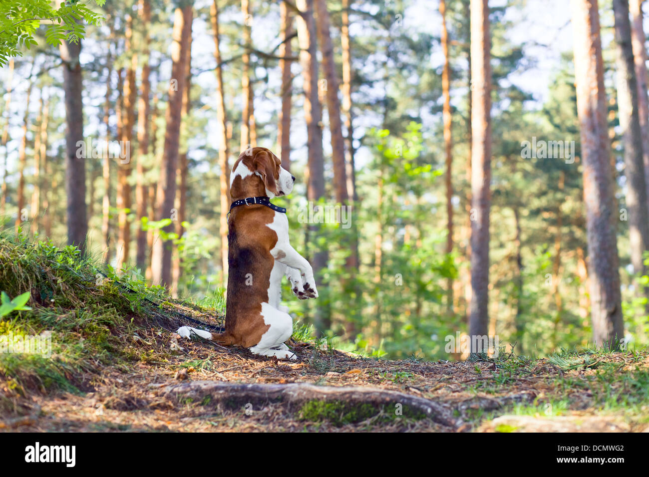 Il beagle in legno le ricerche per il gioco Foto Stock