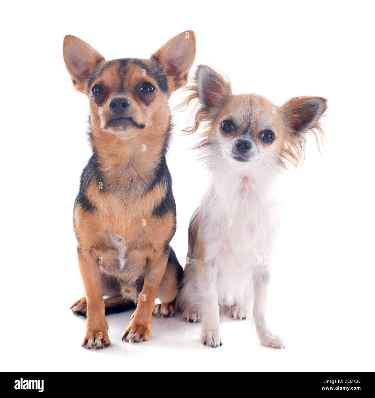 Ritratto di un simpatico chihuahuas di razza di fronte a uno sfondo bianco Foto Stock