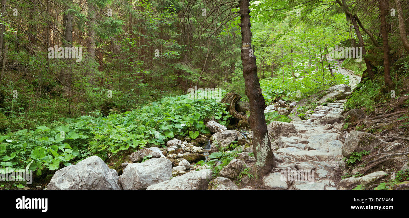 Mountain sassoso sentiero nella foresta o paesaggio panoramico Foto Stock