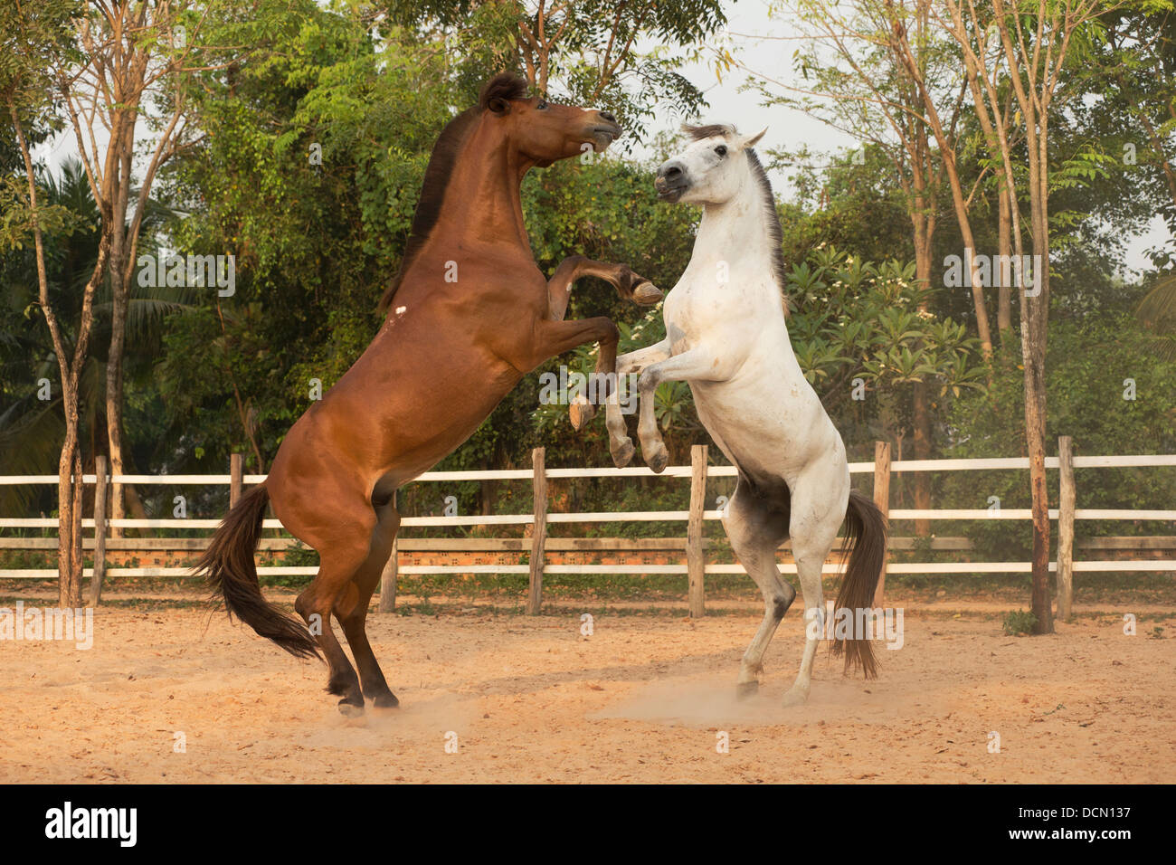 Cambogia Pony cavallo cambogiano Asia simpatici animali Foto Stock