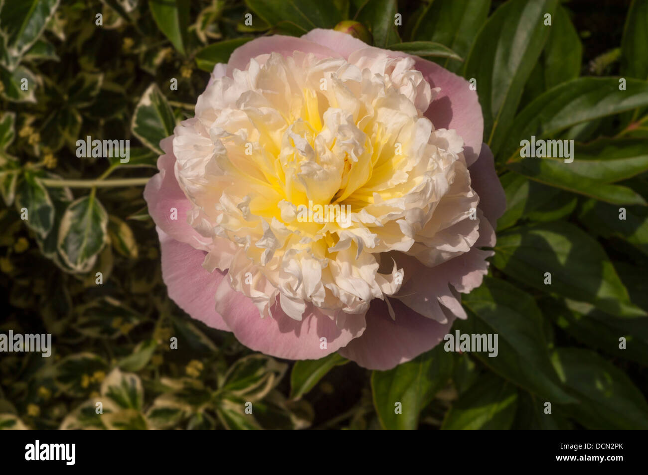 Arbusto fiore di peonia con petali esterni rosa pallido e petali interni color crema frilly, coltivati in un giardino britannico Foto Stock