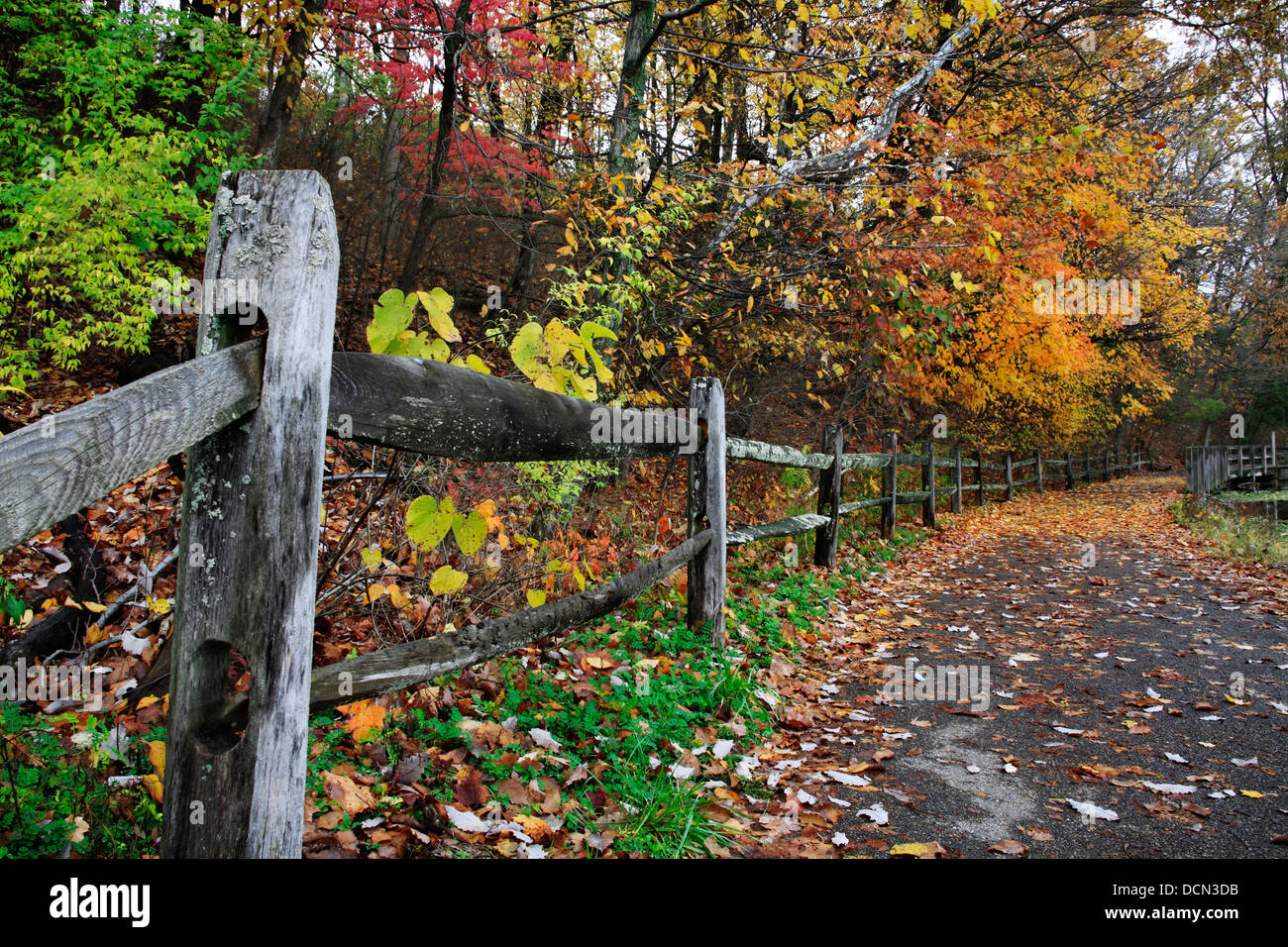 Alberi colorati su un percorso a piedi e una recinzione durante l autunno a Sharon boschi nel sud-ovest Ohio, Stati Uniti d'America Foto Stock