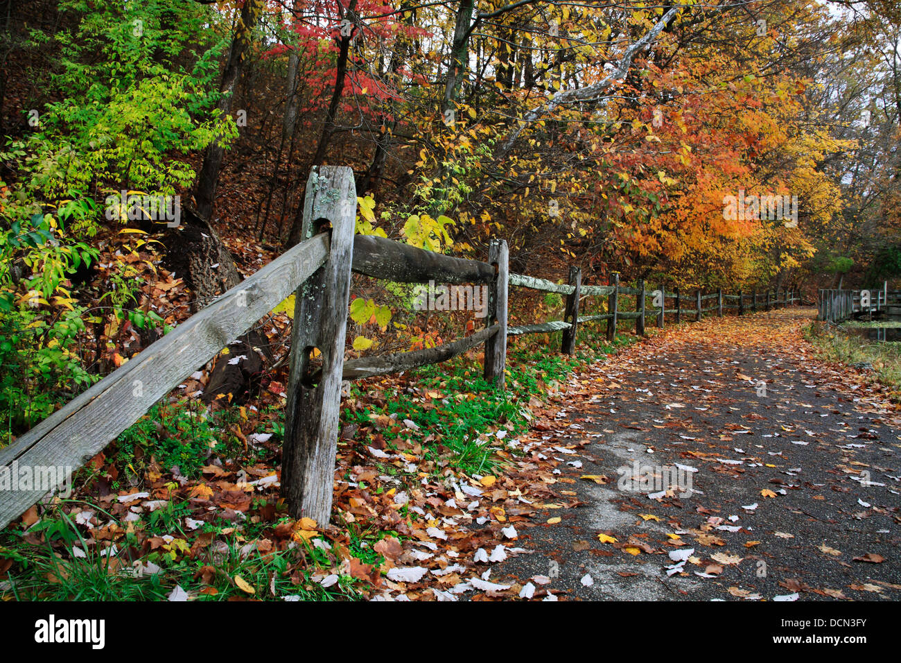 Alberi colorati su un percorso a piedi e una recinzione durante l autunno a Sharon boschi nel sud-ovest Ohio, Stati Uniti d'America Foto Stock