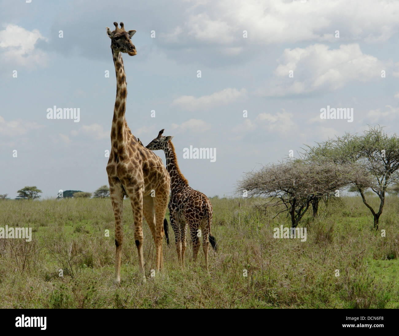 Il Savannah con due giraffe in Tanzania (Africa) Foto Stock