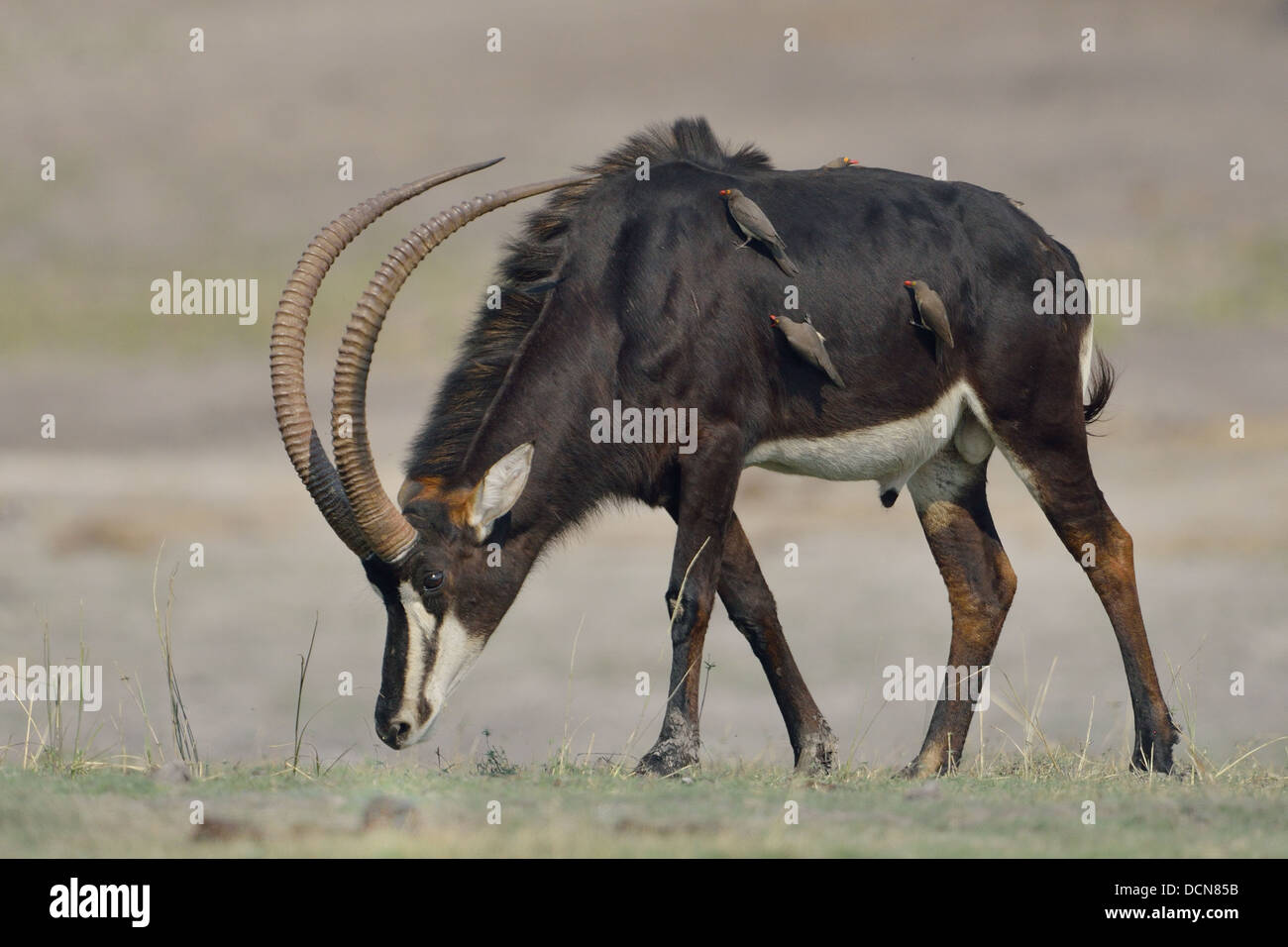 Sable Antelope alimentazione su erba in Sud Africa Foto Stock
