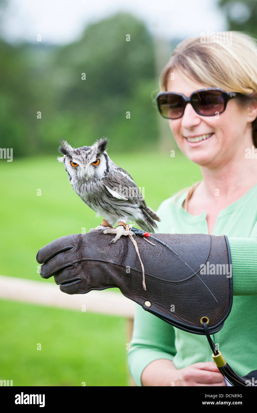 Una donna con il sud di fronte bianco-gufo appollaiato sul suo guanto su un esperienza di falconeria giorno. Foto Stock