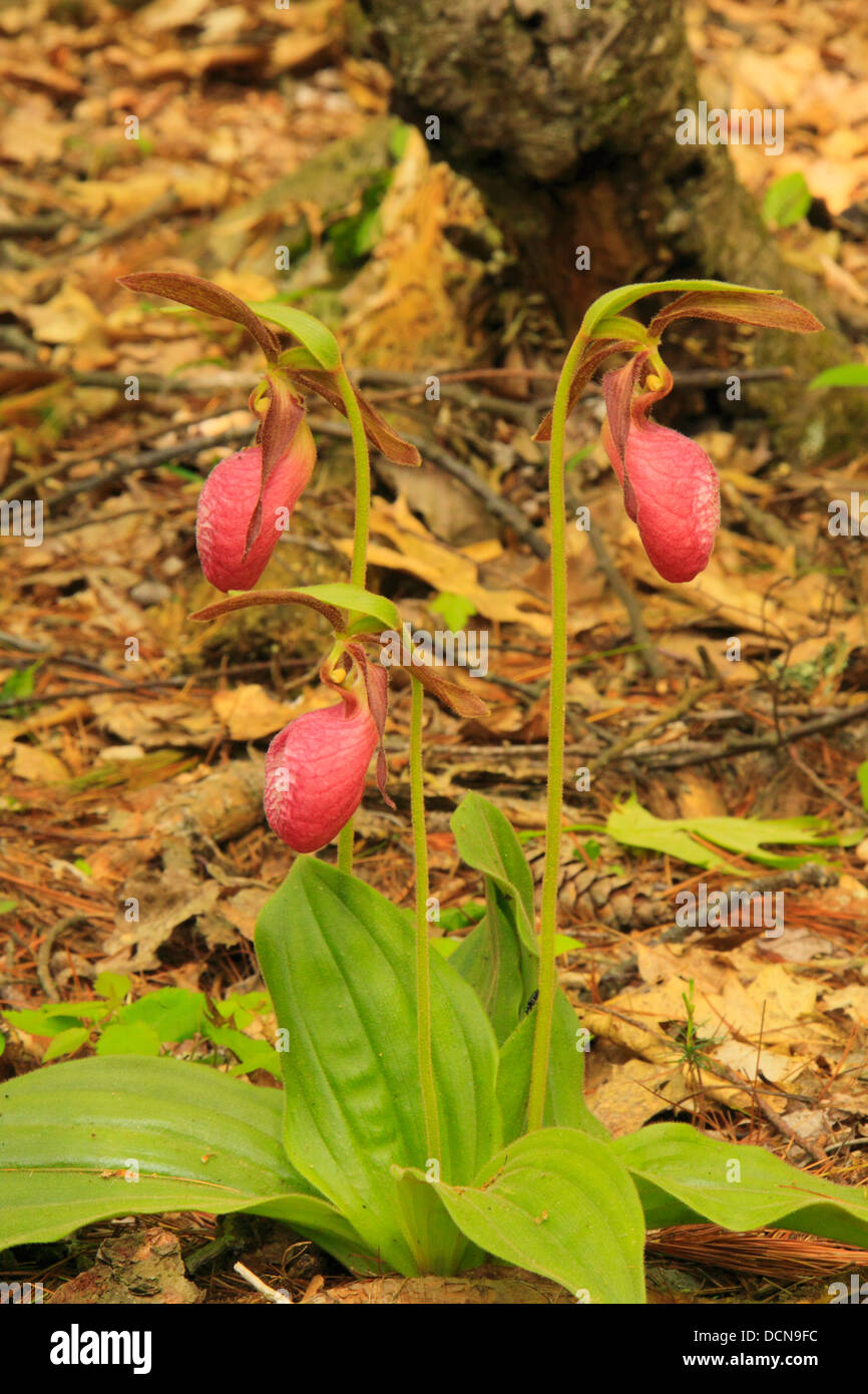 Pink Lady pantofole, Cava Scura cade Trail, Shenandoah National Park, Virginia, Stati Uniti d'America Foto Stock