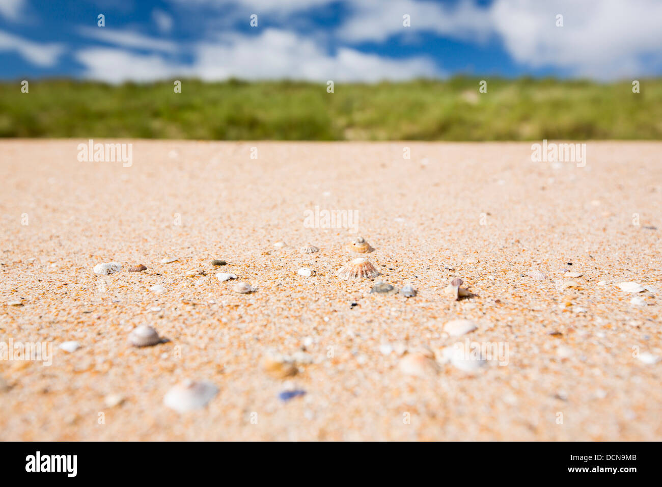 Shell la sabbia sulla spiaggia con Limpet conchiglie, Beadnell Bay, in Northumberland, Regno Unito. Foto Stock