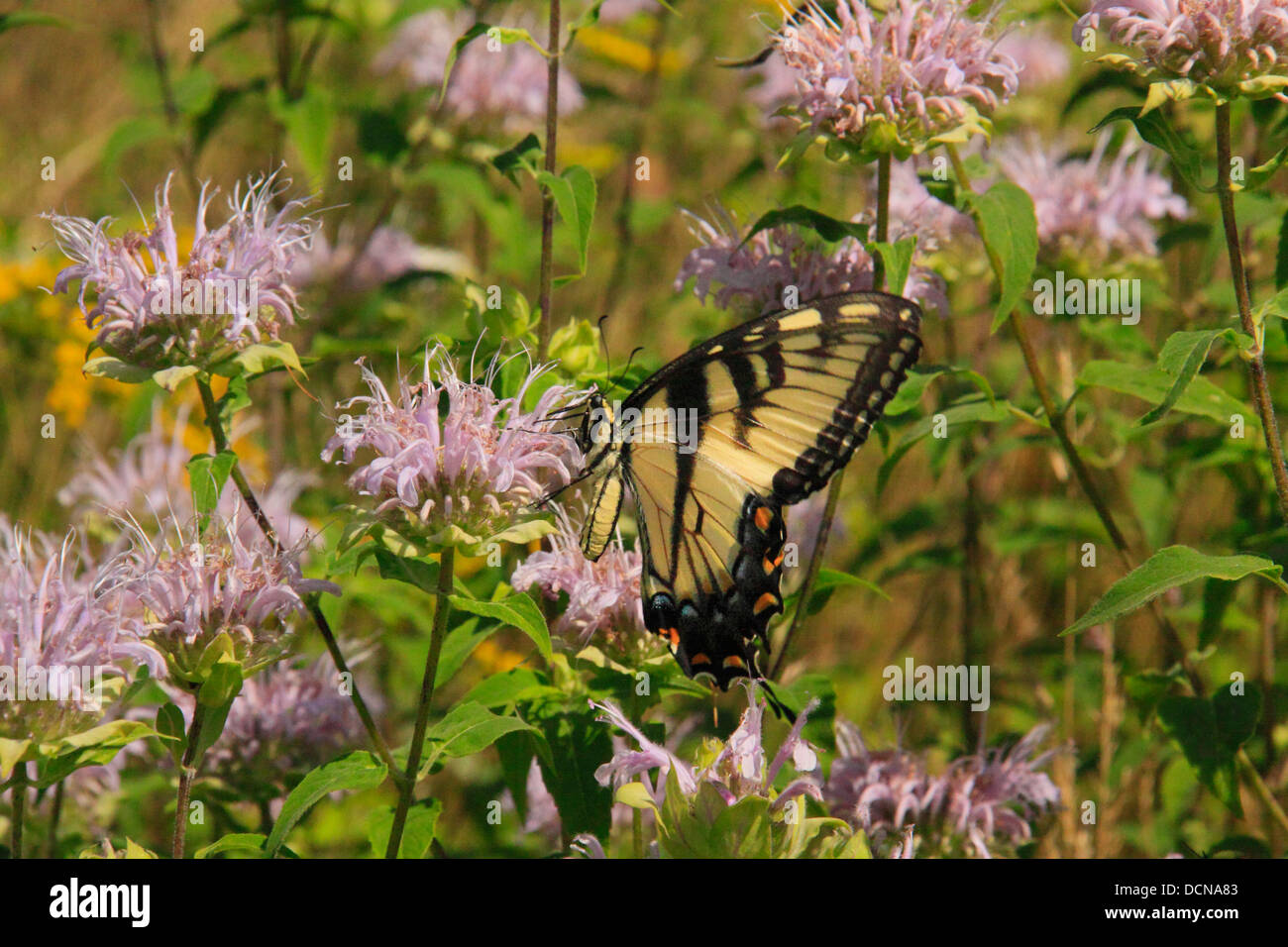 Coda forcuta farfalla sulla Oswego Tea, vicino a Stony Man Mountain, Parco Nazionale di Shenandoah, Virginia, Stati Uniti d'America Foto Stock