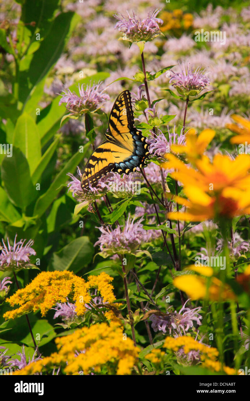 Coda forcuta farfalla sulla Oswego Tea, vicino a Stony Man Mountain, Parco Nazionale di Shenandoah, Virginia, Stati Uniti d'America Foto Stock